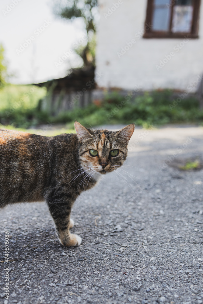 Naklejka premium A rustic old exhausted cat lying on the grass