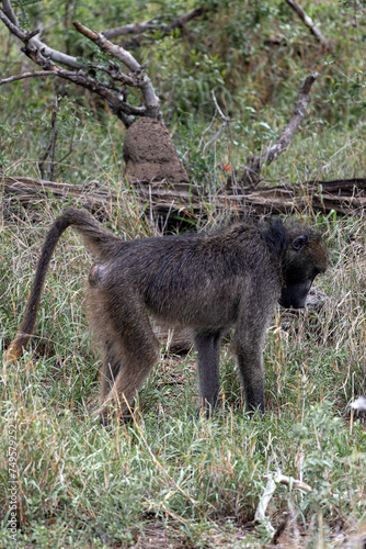 Chacma baboon in Kruger National Park, South Africa. Safari in savannah. Monkey walks, side view. Animals natural habitat, wildlife, wild nature background