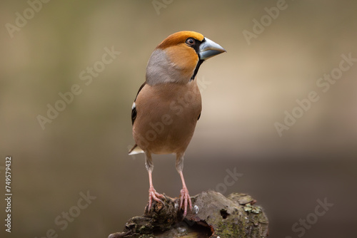 Hawfinch sitting on a wood looking into the camera with blurry background