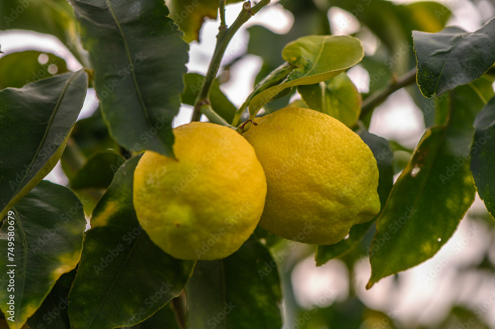 Bunch of Lemon fruit over green natural garden Blur background, Lemon fruit with leaves in blur background.6