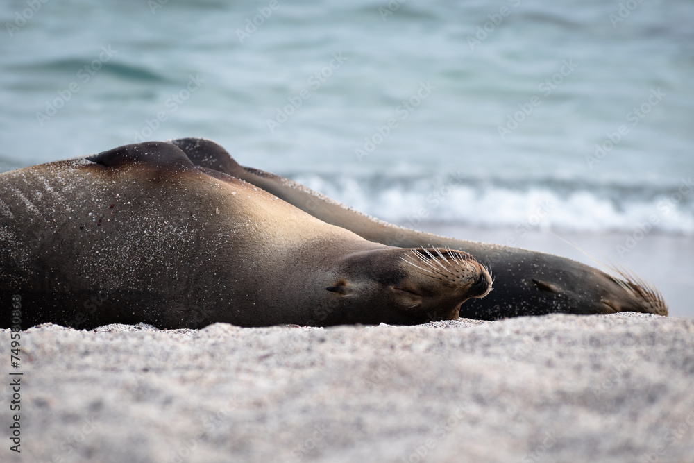 Fototapeta premium Sea Lion Resting on Galapagos Beach with Ocean Waves Background