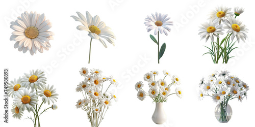 Set of daisy mockup in 3d without backoground png for decoration.