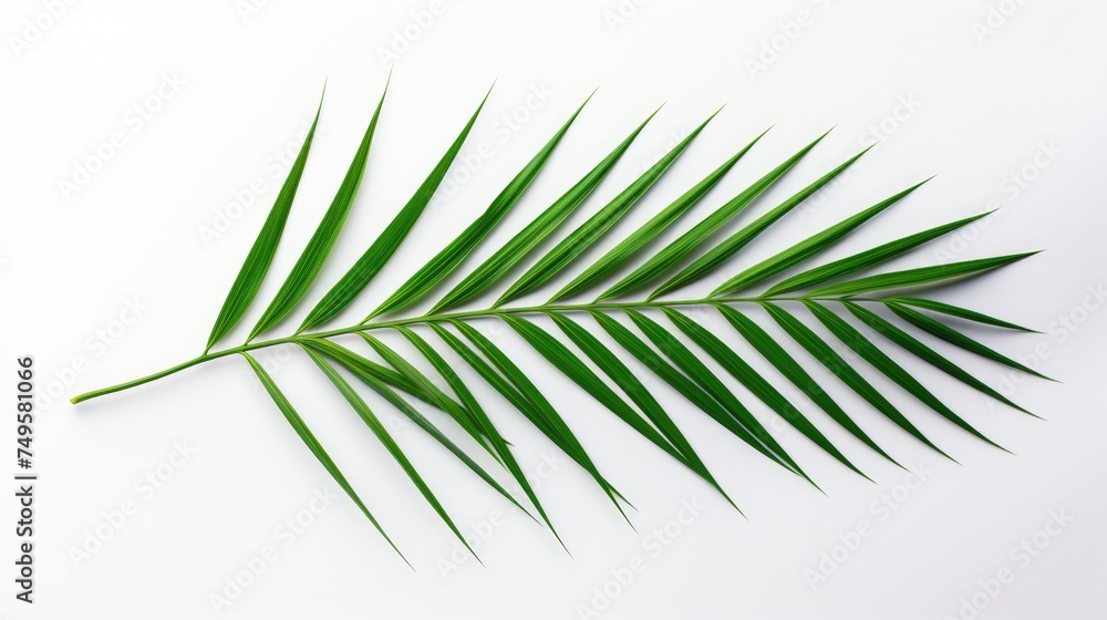 Palm tree with tropical leaves on a white background with a place to copy text, an even layer of green tropical leaves. The concept of recreation, tourism, and sea travel. Palm tree with tropical leaves on a white background with a place to copy text, an even layer of green tropical leaves. The concept of recreation, tourism, and sea travel.