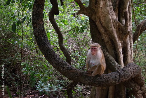 Photography A monkey sitting on a tree in Sigiriya, Sri Lanka.