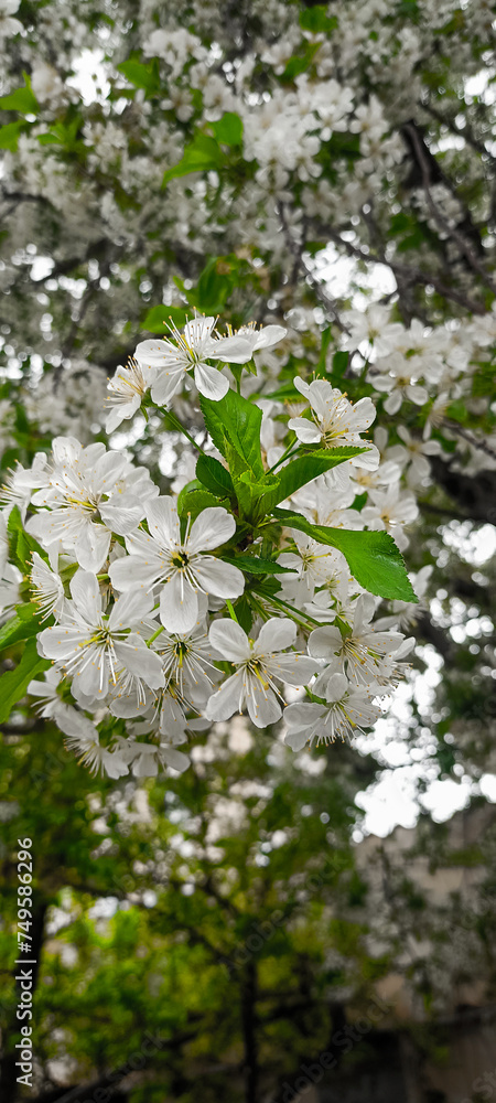 The spring blossoms of the apple tree at the beginning of the spring season The spring blossoms of the apple tree at the beginning of the spring season