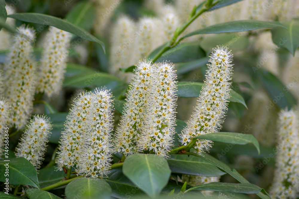 Naklejka premium Prunus laurocerasus cherry laurel flowering plants, group of white flowers on bush branches in bloom, green foliage