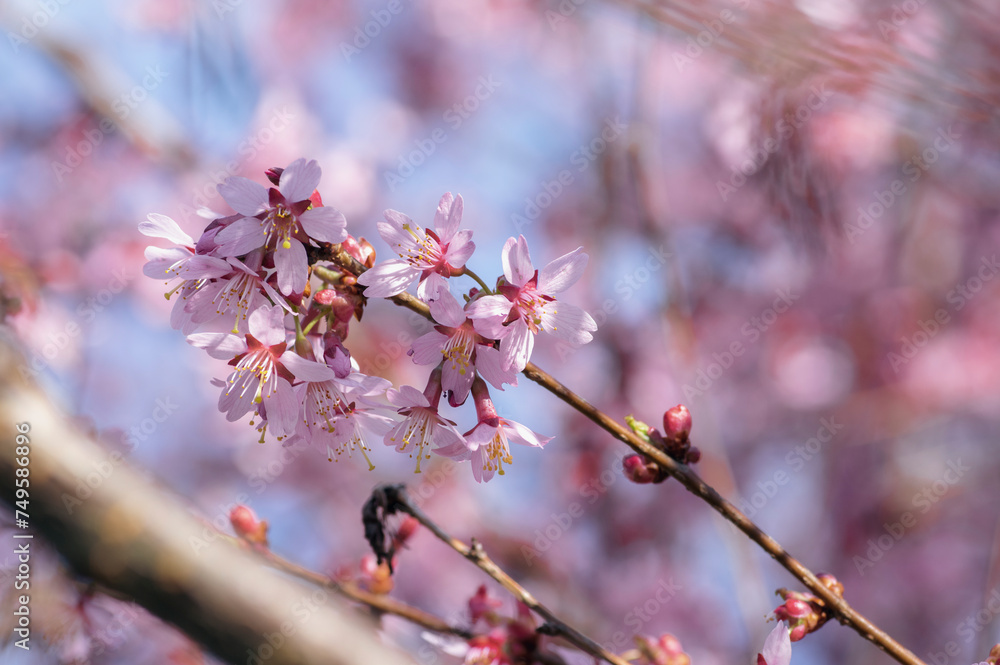 Prunus campanulata bellflower cherry okame flowering early spring ornamental tree, beauty small like bell pink flowers in bloom Prunus campanulata bellflower cherry okame flowering early spring ornamental tree, beauty small like bell pink flowers in bloom