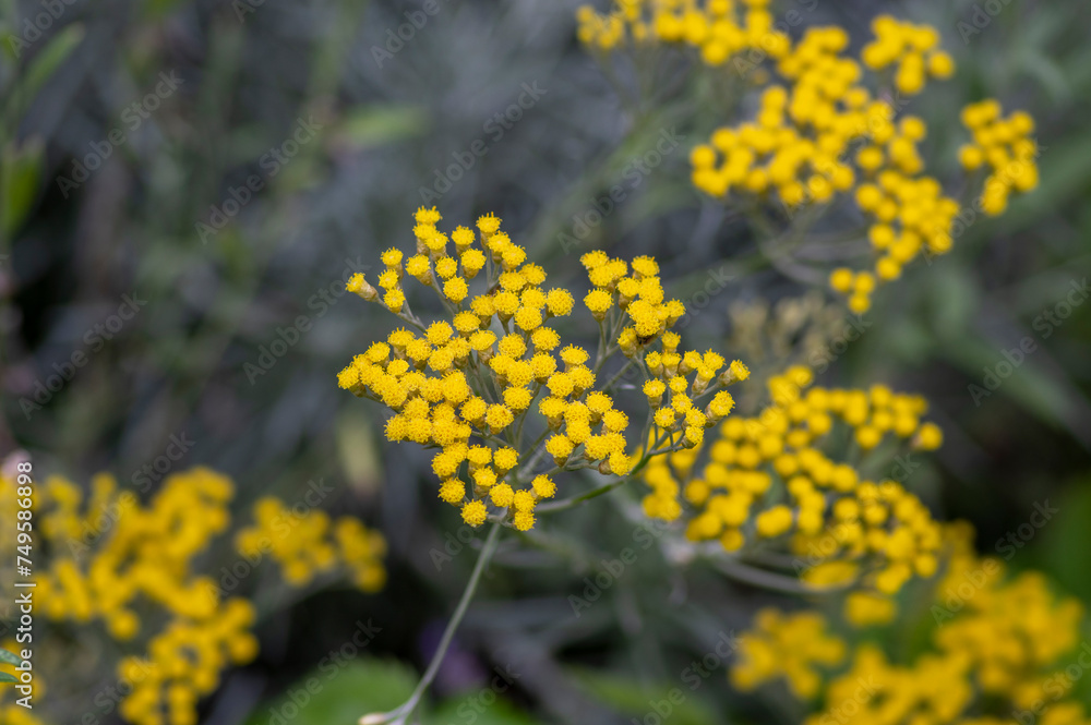 Helichrysum italicum yellow flowers in bloom with buds, bunch of flowering plant branches