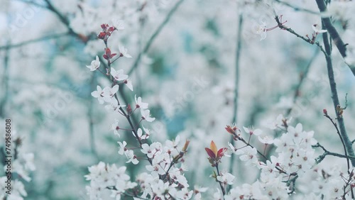 Spring Background. Flowering Ornamental Purple-Leaf Plum With White Flowers In Spring Garden. photo