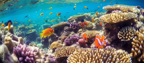 Underwater world. various types of beautiful fish and various types of coral reefs that exist under sea water.sea world © aulia