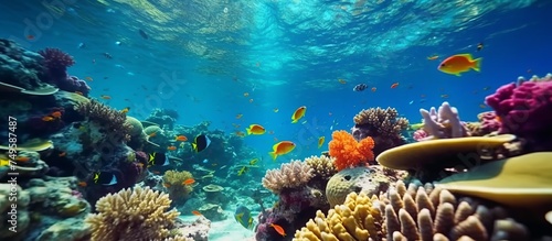 Underwater world. various types of beautiful fish and various types of coral reefs that exist under sea water.sea world © aulia