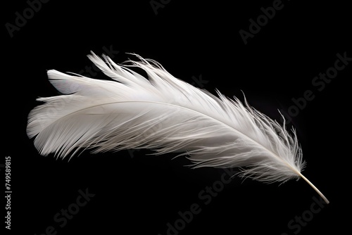 Light and Fluffy White Feather - Isolated Bird Plume Object with Smooth Curled Shape photo