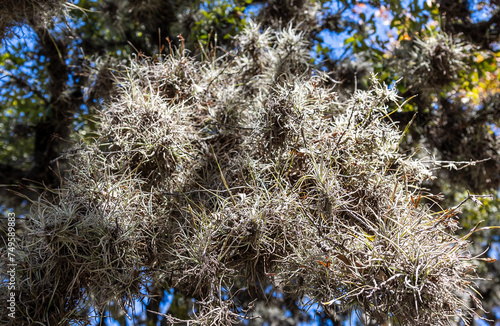 Ball moss growing in live oak tree. photo