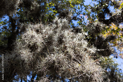 Ball moss growing in live oak tree. photo