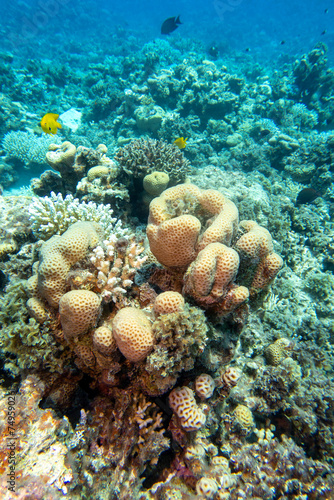 Colorful, picturesque coral reef at bottom of tropical sea, great stony coral Siderastreidae, underwater landscape