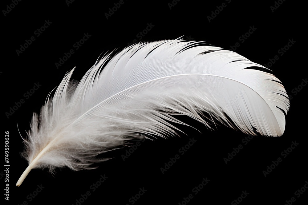 Smooth and Fluffy White Feather - Isolated Single Object in Light Background