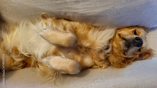 Sleeping Golden Retriever Wedged Between Couch Cushions