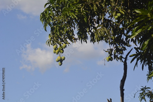 Mangoos fruits