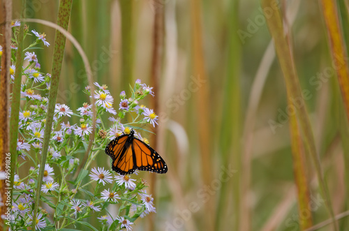 Monarch butterfly lands on a flower