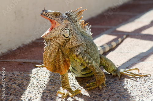 Iguana with mouth wide open