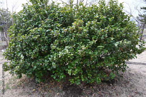 Gomojyu tree ( Vibrnum suspensum ) flowers. Adoxaceae evergreen shrub native to Okinawa, Japan. Blooms cone-shaped white flowers in spring. photo