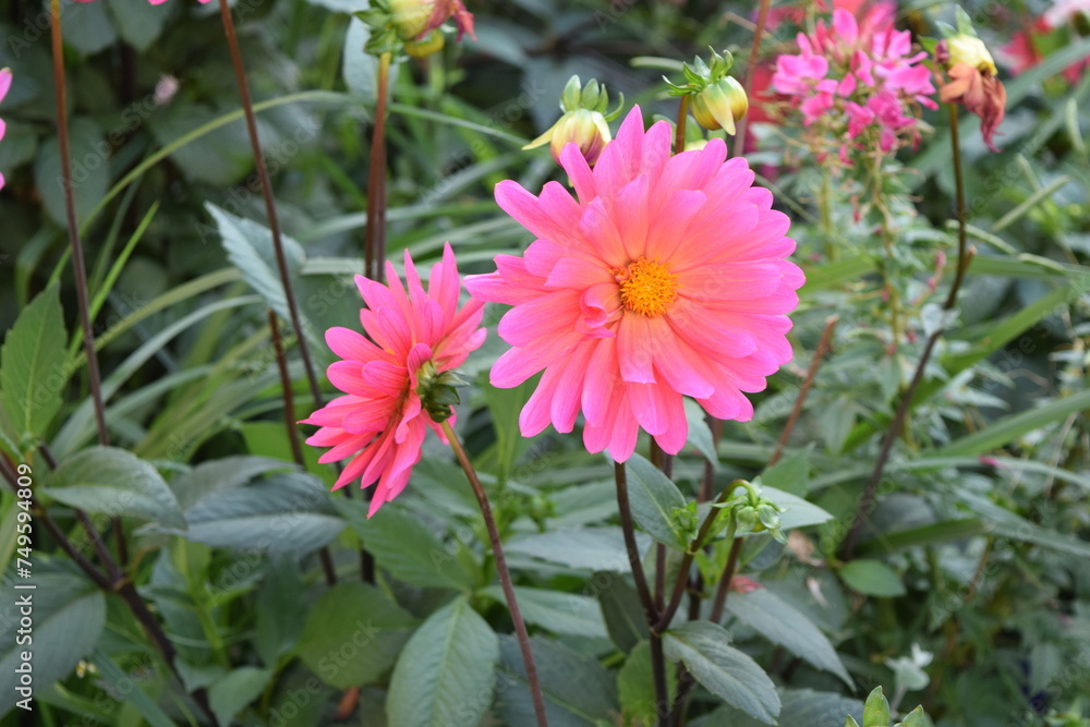 pink flower pink flower