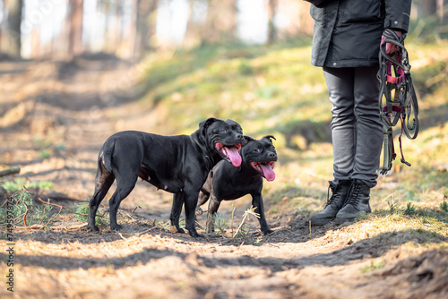 Canvas Print Two beautiful purebred happy black brindle staffordshire bull terriers with open mouth, blurred calm background, green spring grass