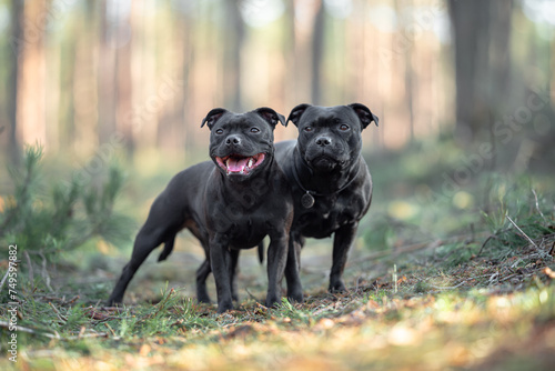 Photography Two beautiful purebred happy black brindle staffordshire bull terriers with open mouth, blurred calm background, green spring grass