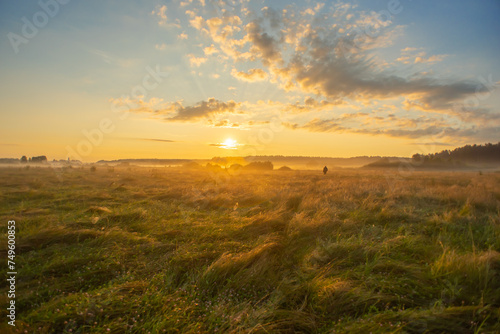 Sunrise in summer over a field with herbs on the background of a pine forest.