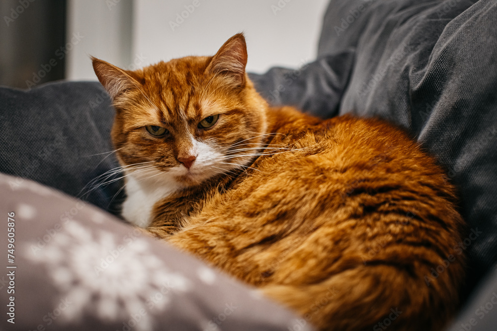 portrait of a red  cat among gray pillows on the sofa