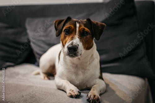 Jack Russell Terrier dog lies on a gray sofa