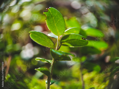 green leaves in the forest