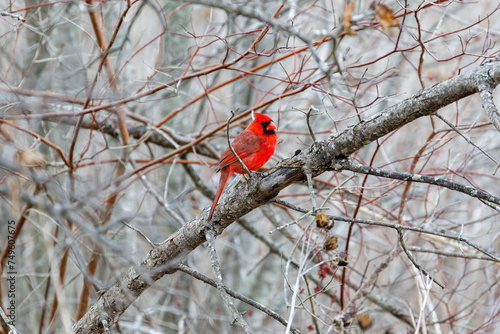 A red cardinal sitting on a tree branch © Rajeev