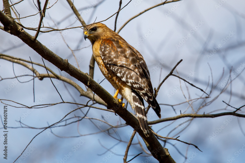 A hawk sitting on a tree A hawk sitting on a tree