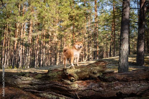 A red shiba inu dog is standing on fallen mossy tree in the forest on sunny spring day.