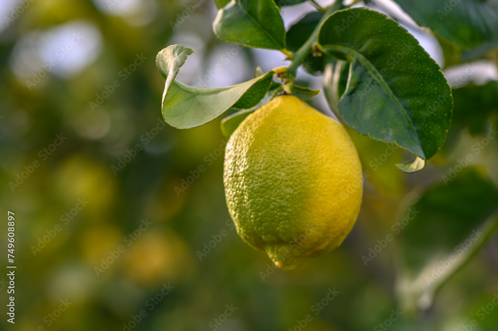 Citrus lemon fruits with leaves isolated, sweet lemon fruits on a branch with working path.6 Citrus lemon fruits with leaves isolated, sweet lemon fruits on a branch with working path.6