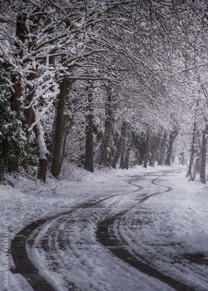 Fototapeta premium snow covered trees