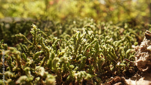 macro moss landscape