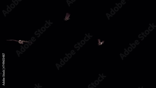 3 Eurasian Vultures - Ruppels Griffons - Three Raptor Birds - Flying Around Loop - Side View CU - Alpha Channel - Realistic 3D animation isolated on transparent background photo