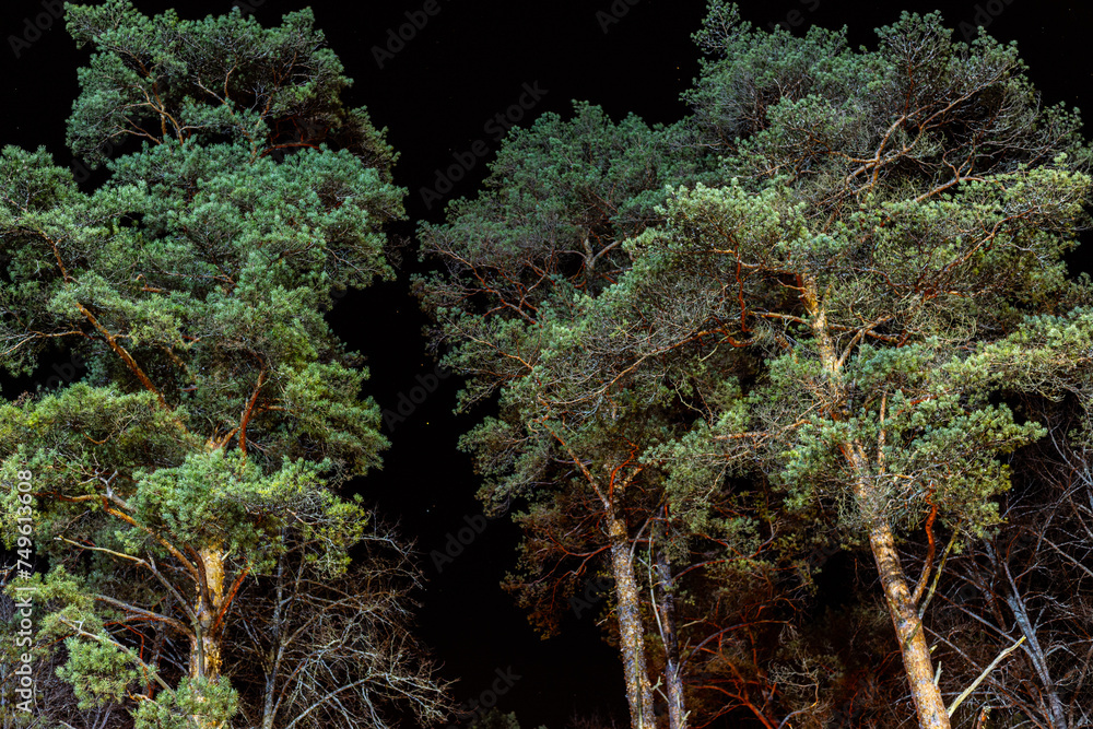 Naklejka premium Illuminated pine tops in the dark of night. Dramatic branches tree trunks with lights And black sky