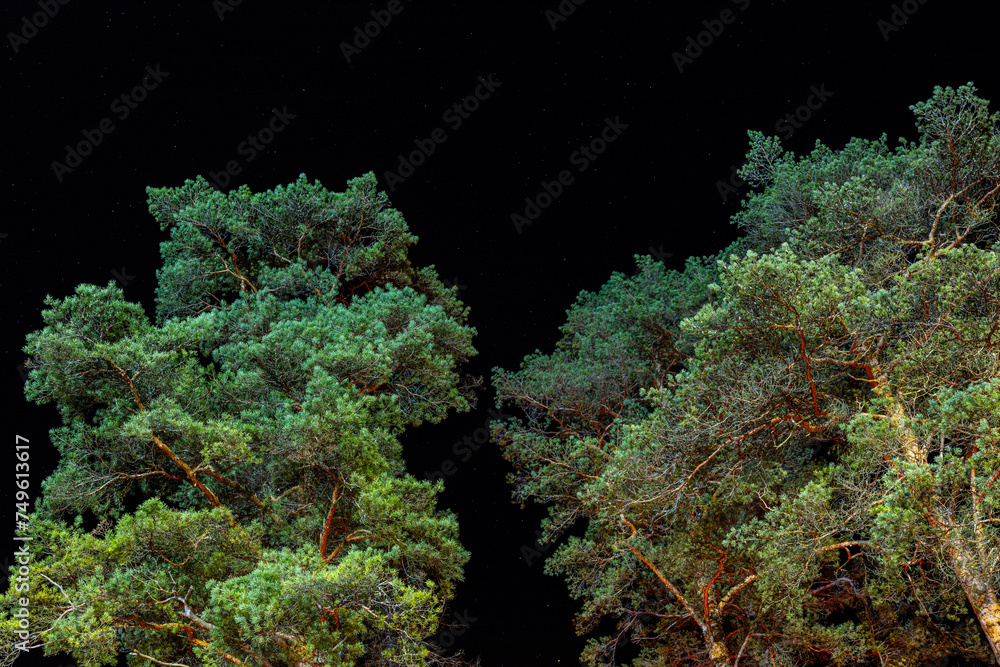 Obraz premium Illuminated pine tops in the dark of night. Dramatic branches tree trunks with lights And black sky
