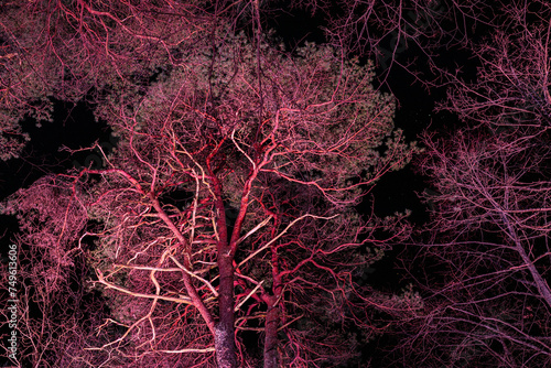 Illuminated trees in the dark of night. Dramatic branched tree trunks with lights