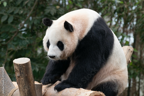 Close up a portrait of Happy Panda, Fu Bao, Soutyh Korea