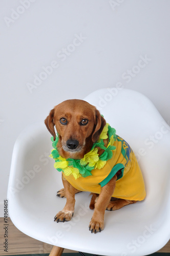 cachorro vestido para festa havaiana com cores do brasil carnaval  © Alexandre