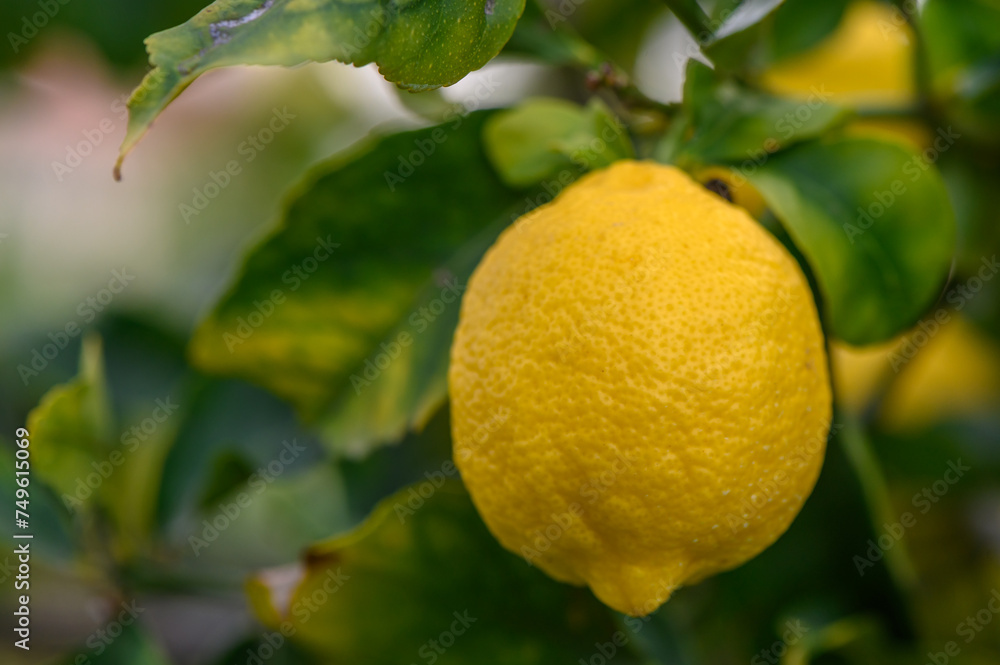Citrus lemon fruits with leaves isolated, sweet lemon fruits on a branch with working path.1