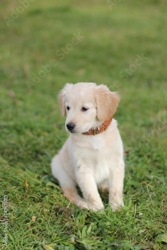 Beautiful labrador puppy sitting on the grass and looking to the camera.