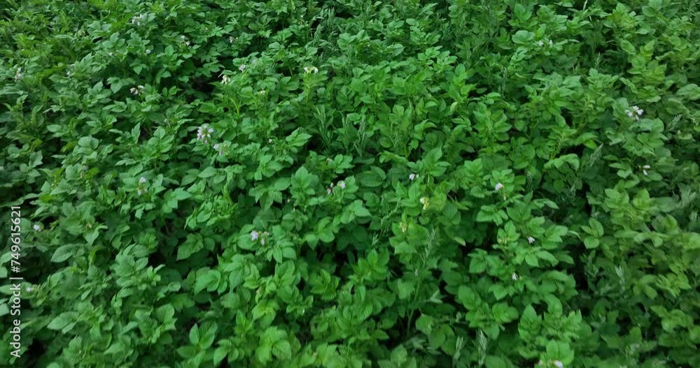 Potato crops in growth at field Potato crops in growth at field