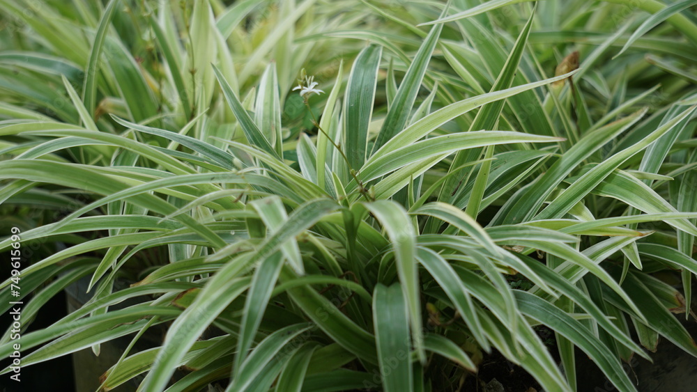 Chlorophytum comosum (spider plant, common spider plant, spider ivy, airplane plant, ribbon plant) in the flower pot Chlorophytum comosum (spider plant, common spider plant, spider ivy, airplane plant, ribbon plant) in the flower pot