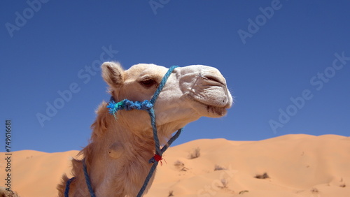 Close up of a dromedary camel (Camelus dromedarius) wearing a blue halter in the Sahara Desert, outside of Douz, Tunisia © Angela