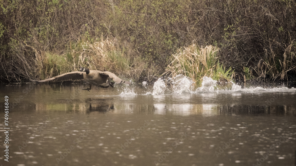 Image of a Canada goose running across the water as it attempts to take off leaving a trail of splashes Image of a Canada goose running across the water as it attempts to take off leaving a trail of splashes